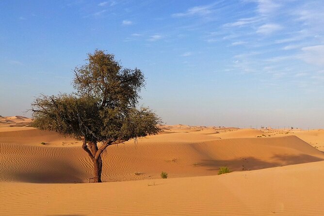 Abu Dhabi Desert Safari With BBQ, Camel Ride, and Arabian Show - Experience the Abu Dhabi Desert Safari