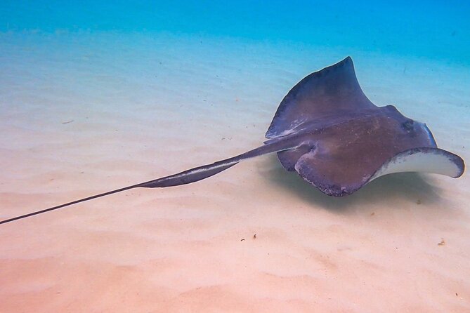 Acquarius Stingray City and Snorkel Tours - Pickup and End Points