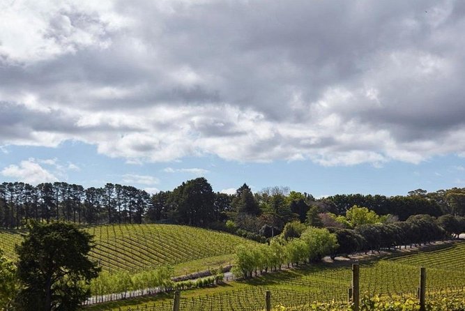 Adelaide Hills Full Day Winery Tour With Tastings - Tour Highlights