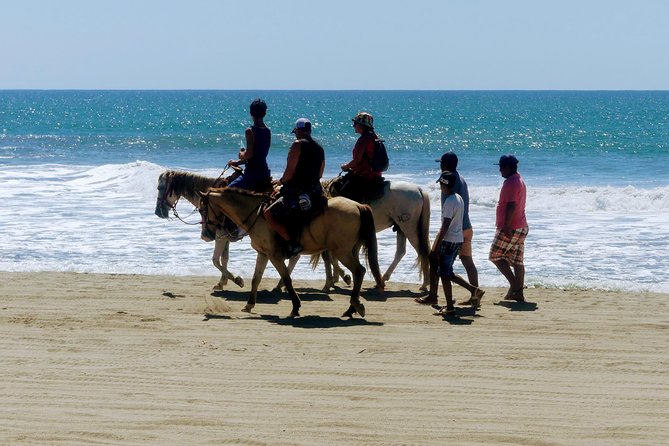 AfroMex Village Beach Horseback Ride -Crocs - Divers & City Tour - Pricing and Booking Options