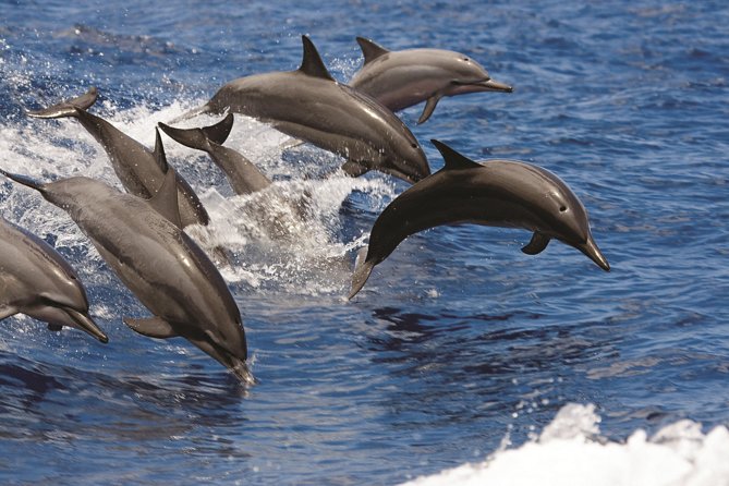 Afternoon "Honu" Hawaiian Green Sea and Dolphin Snorkel and Sail - Snorkel and Sail Adventure Details