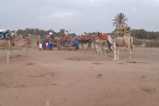 Agadir Camel Ride Flamingo River Sunset With Delicious Couscous & Barbecue - Camel Ride Experience Overview