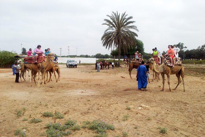Agadir Camel Riding - Natural Wonders of Agadir