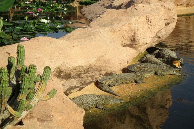 Agadir Crocodile Park Including Transfer and Tickets - Private Transportation Included