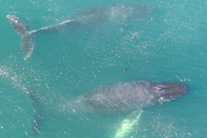 Alaska Whale-Watching Cruise With Live Drone Footage  - Hoonah - Tour Details