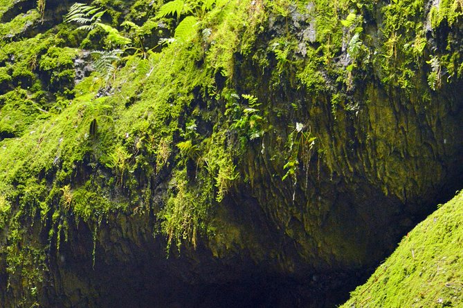 Algar Do Carvão Express: Half Day Tour - Traveler Reviews and Ratings