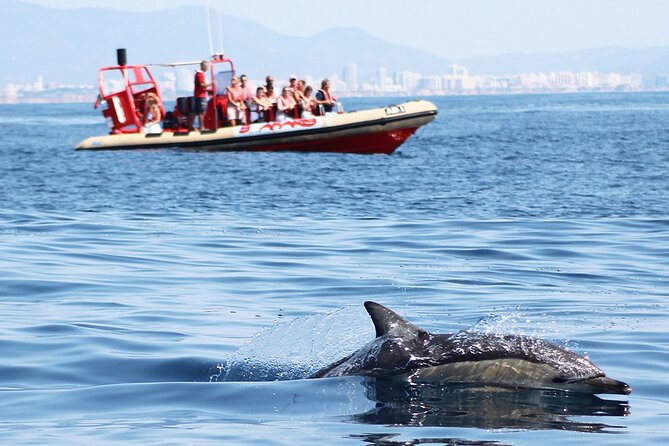 Algarve Dolphin Cruise  - Portimao - Limited Crowds and Small Group Size