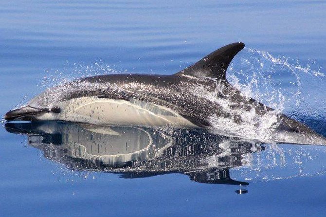 Algarve Jeep Safari and Boat Tour - Full Day Mountains & Dolphins - Customer Satisfaction and Reviews