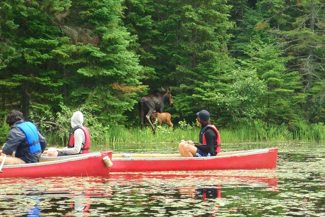 Algonquin Park Luxury 3-Day Camping & Canoeing: Moose/Beaver/Turtle Adventure - Sauna and Temperature