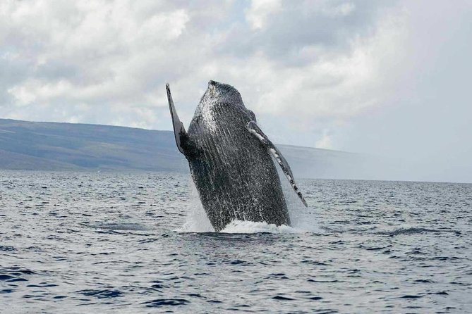 Alii VIP Whale Tour - Tour Details