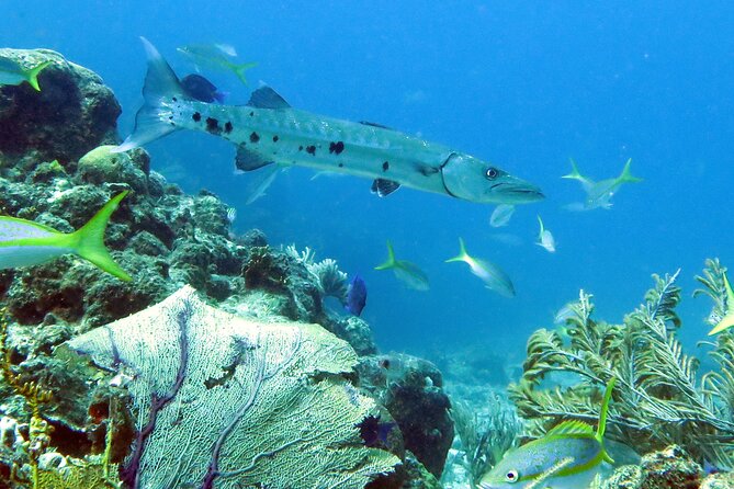 All-Day Guided Kayak and Snorkel Tour on St. Thomas  - St Thomas - Meeting and Pickup