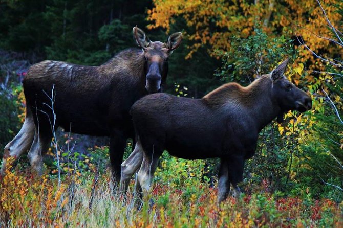 All Terrain Vehicle Tour the Newfoundland Wilderness - Accessible Wilderness Landscapes