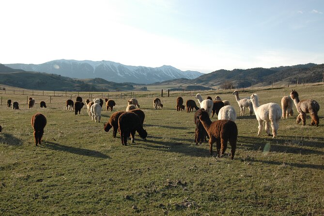 Alpaca and Llama Farm Tour - Inclusions