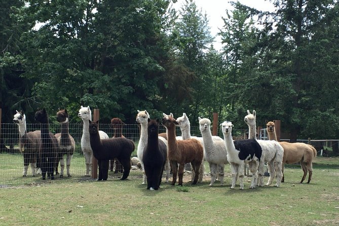 Alpaca Ranch and Fiber Processing Mill Tour - Tour Highlights