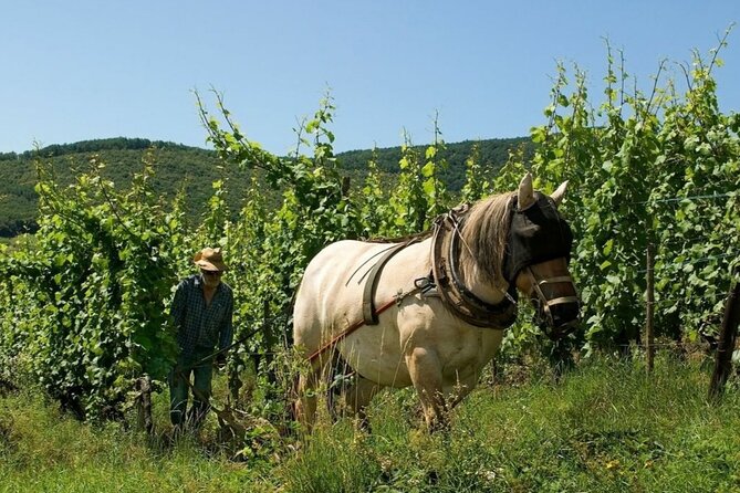 Alsace Private Half-Day Wine and History Tour From Basel - Tour Overview