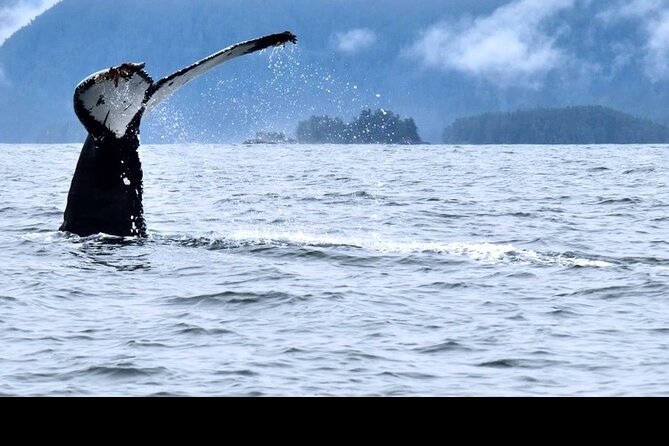 Amazing Whale Watching and Marine Wildlife Shore Excursion - Additional Information