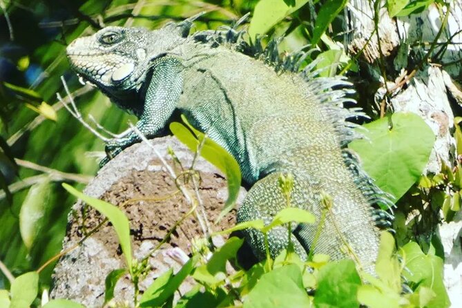 Amazon Wildlife Explorations - Overview and Inclusions
