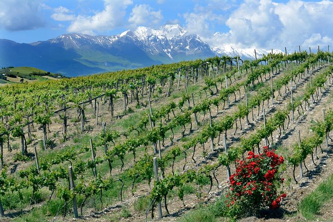 Among Ancient Sunny Vineyards, Visit and Taste the Wines From the San Lorenzo Cellar - Varieties of Wines Produced at San Lorenzo Cellar