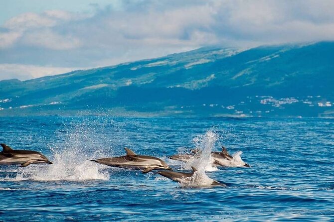 Among Whales Dolphins and Volcanoes Full Day Tour With Lunch - Tour Itinerary