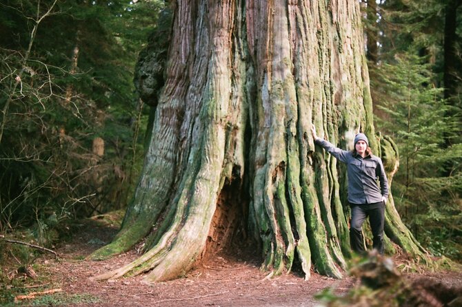 Ancient Trees of Vancouver Walking Tour - Tour Itinerary