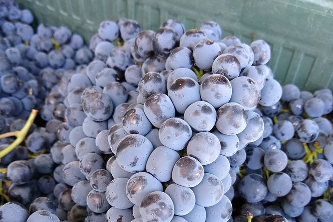 Antequera Classic Winery Tour - Booking Process