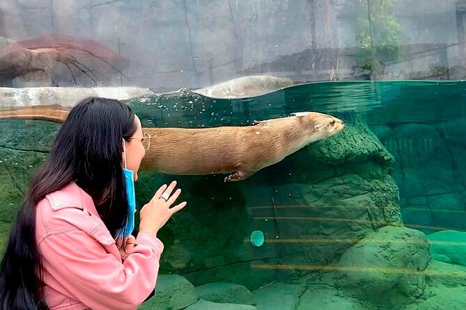 Aquarium Michin Puebla Ticket - Ticket Pricing