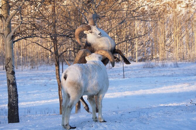 Arctic Day: Yukon Wildlife Half Day Viewing Tour - Tour Overview
