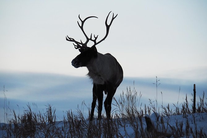 Arctic Day: Yukon Wildlife & Hot Springs Tour Half Day - Traveler Reviews