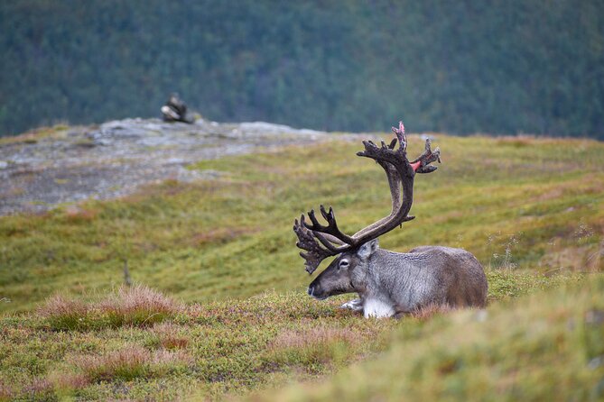 Arctic Wildlife and Fjord Sightseeing - Overview and Inclusions