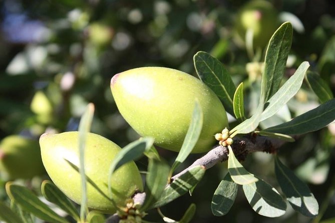 Argan Forest, Tea Time at a Berbers Family & Visit of an Argan Cooperative. - Overview and Inclusions