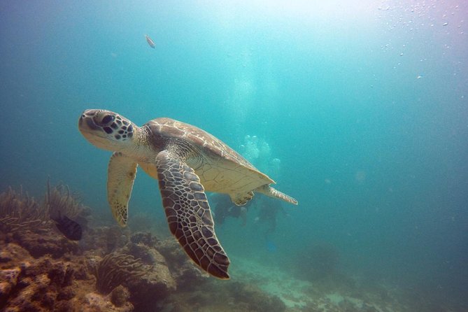 Aruba Certified Scuba Diving - Diving Experience Overview