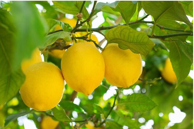 At the Vivaio by E-Bike to Discover the Sorrento Lemon - Good To Know