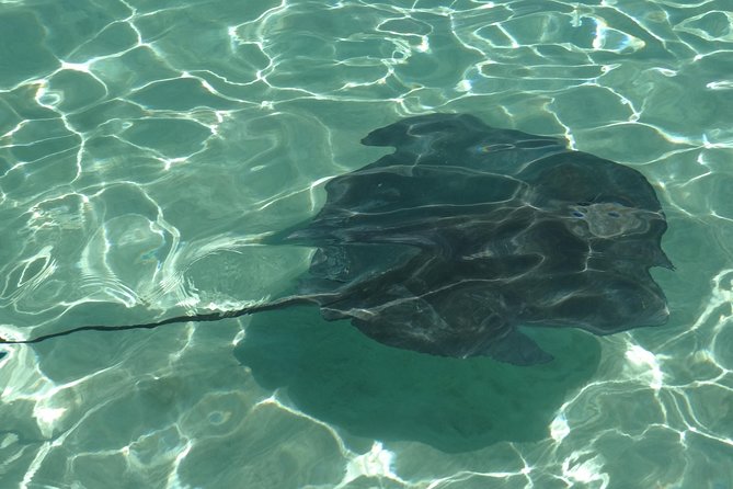 Authentic Moorea Lagoon Excursion - Full Day (with Motu Lunch) - Customer Reviews
