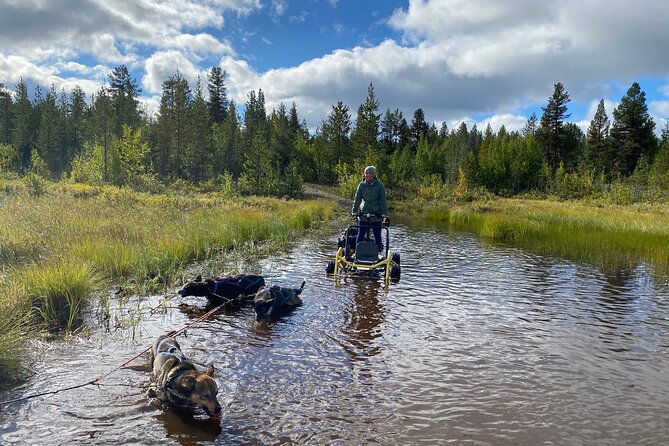 Autumn Husky Sit and Drive Cart Tour From Kiruna - Experience the Thrill of Driving a Husky Cart