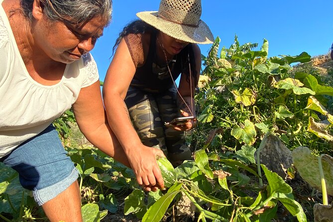 Azteca Cactus Taco - Farm to Table Cooking Class in Los Cabos - Overview and Tour Details