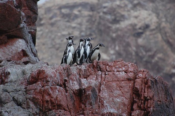 Ballestas Islands for Cruise Ship Passenger Paracas Harbour - Scenic Views of the Coastline