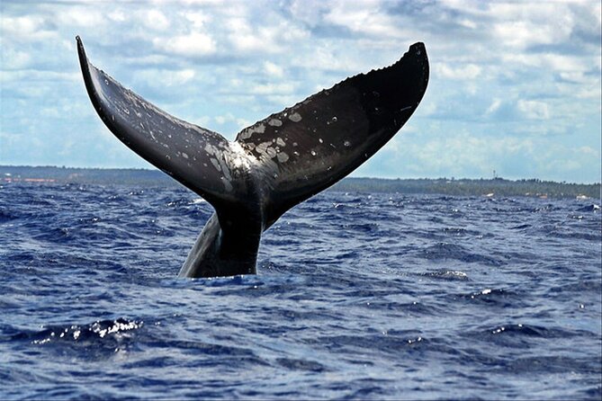 Banderas Bay Small-Group Whale Watching Tour From Sayulita - Pricing and Booking Information