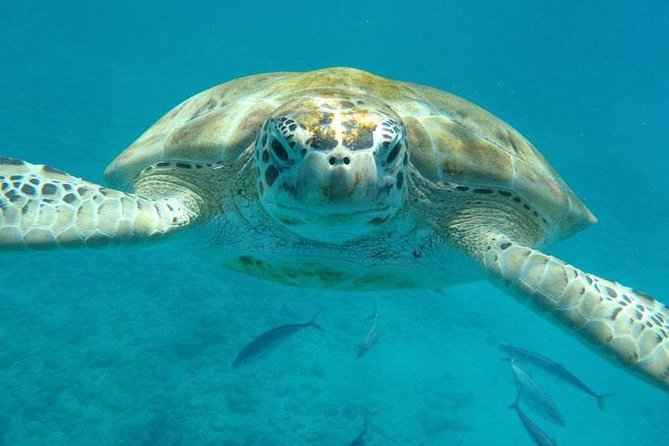 Barbados Excursion Snorkel Cruise and Beach Day on Carlisle Bay - What to Expect on the Excursion