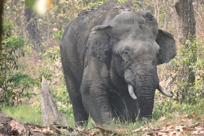Bardia Tiger Tracking Tour 3 Nights 4 Days-Full Day Jeep Safari - Itinerary Highlights