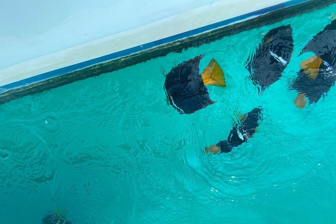 Basic Marietas Islands Tour Snorkeling Playa Nopalera and More - Tour Highlights