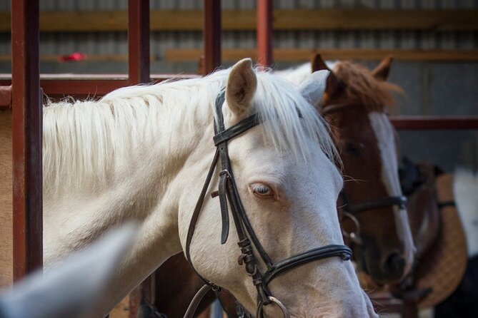 Beach & Countryside Horse Riding. Mayo. Guided. 1 Hour. - Tour Details