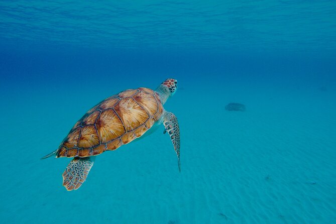 Beach Hopping Curacao; UTV/Buggy All Inclusive Semi Private Tour - Reviews and Feedback From Travelers