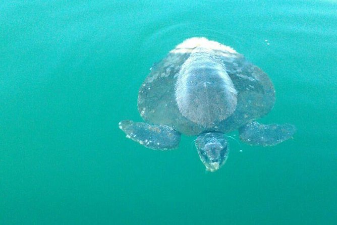 Beaches Dolphins And Viewpoints Discovering The Hidden Port By Sea And Land - Fishing Adventures in Puerto Escondido