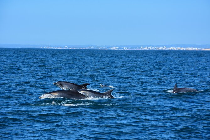 Benagil Caves Visit With Dolphins Watching From Albufeira - Boat Tour Itinerary