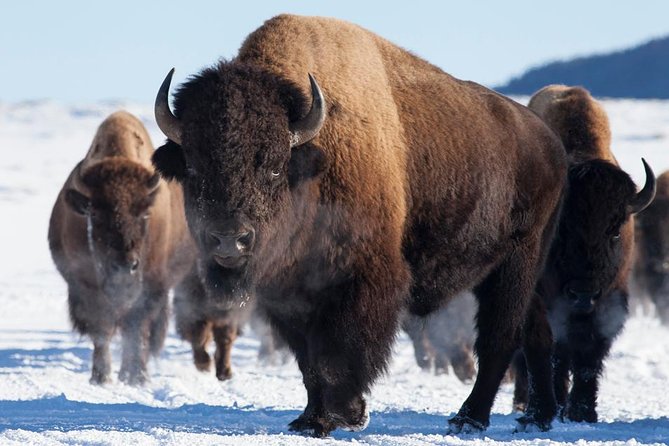 Best of Jackson Hole Wildlife Safari Tour - Tour Overview and Highlights