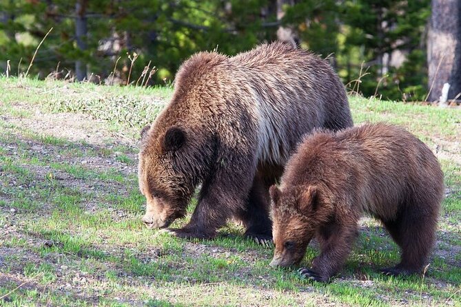 Best Of Yellowstone Full Day Natl Park Tour From Gardiner - Cancellation Policy