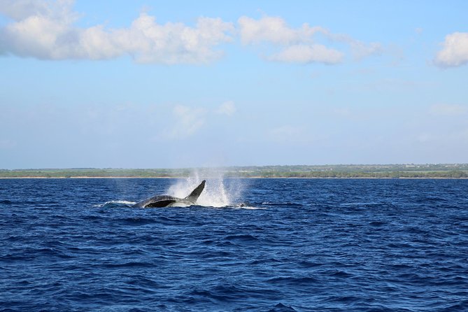 Big Island Kohala Coast Morning Whale Watch Cruise  - Big Island of Hawaii - Overview and What to Expect