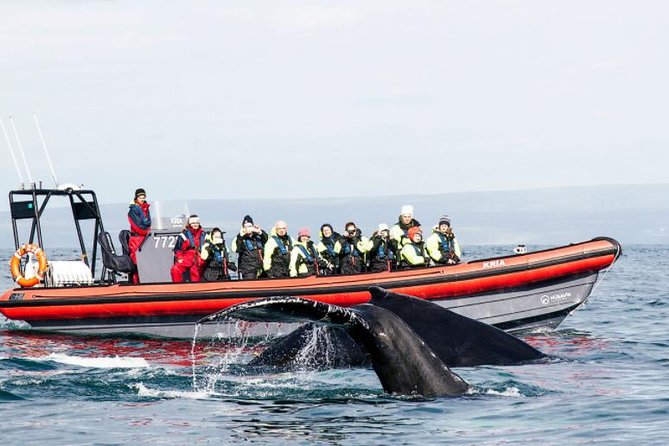 Big Whales & Puffins RIB Boat Tour From Húsavík - Tour Details and Inclusions
