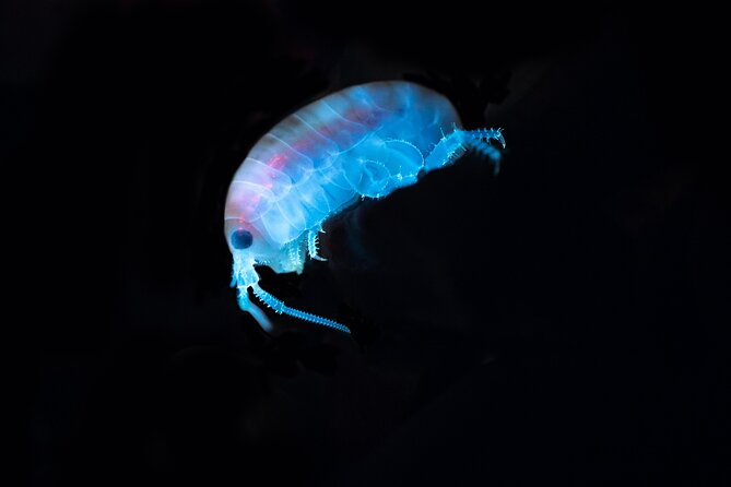 Biofluorescent Night Walk in Norfolk - What Is Biofluorescence?