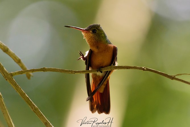Birdwatching at the Mayan Cities With Certified Guide - Benefits of Hiring a Certified Guide